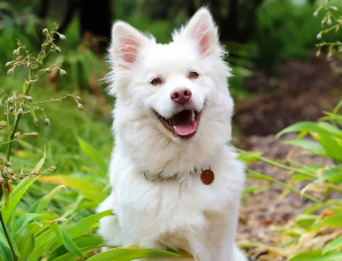 A dog sitting in a lush green forest